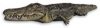 FC3 cutout crocodile