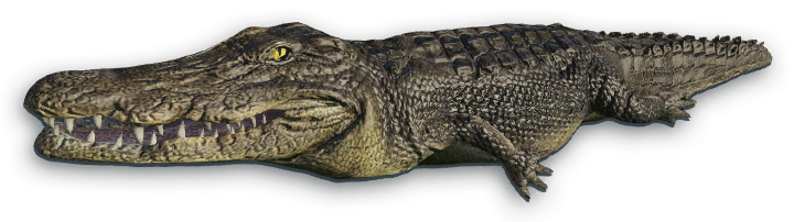 Crocodile Far Cry Wiki Fandom