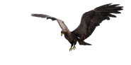 Black Eagle