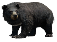 FC4 Animal (4).png (233 KB) White Chested Bear