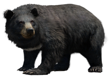 Bear Far Cry Wiki Fandom