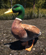 Far Cry 5 Duck