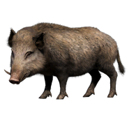 Wild Boar
