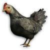 FC3 cutout chicken