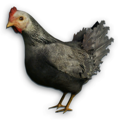 rabid chicken
