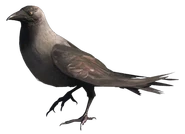 FC4 Animal (18).png (31 KB) Nepalese Crow