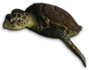 FC3 cutout seaturtle