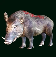 Boar