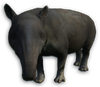FC3 cutout asiantapir.png