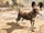 Canidae/FCP