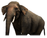 Asian Elephant