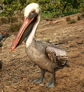 Pelican