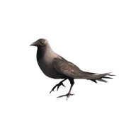 Nepalese Crow