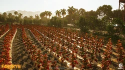 viviro tobacco Viviro | Far Cry Wiki