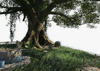 FC3 cutout amanaki.png