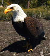 Far Cry 5 Bald Eagle