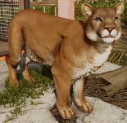 Cougar