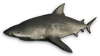 FC3 cutout bullshark