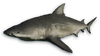 FC3 cutout bullshark.png