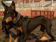 Doberman Pinscher Attack Dog.jpg (254 KB)