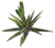 FC3 cutout aloe.png