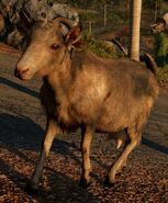 FC6 Goat