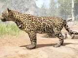 Felidae/FCP