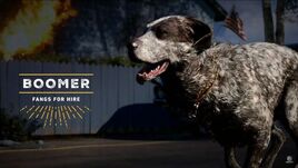 Boomer