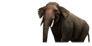 Asian Elephant