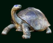 Mutated Turtle