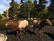 Elk