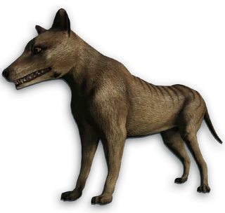 Thylacine