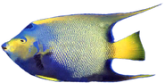 Queen Angelfish