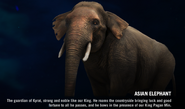 Asian Elephant