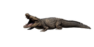 Mugger Crocodile