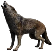 FC4 Animal (29).png (128 KB) Tibetan Wolf
