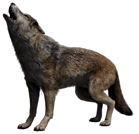 far cry 5 wolf locations