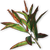 FC3 cutout goodluckplant.png