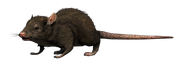 Rat