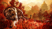 Far cry whitetiger