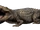 Mugger Crocodile