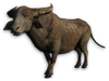 FC3 cutout buffalo