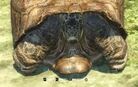 Tortuga de las galapagos en su caparazon