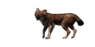 Dhole