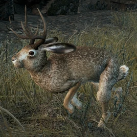Alpha Hare