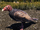 Turkey Vulture