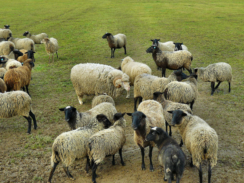 Куплю овец ягнят. Бараны на ферме. Ферма овец. Овцеводство в Алтайском крае. Ферма Баранов в СПБ.