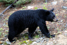 800px-Canadian Rockies - the bear at Lake Louise