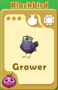 Grower Blackbird A