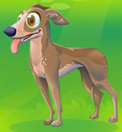 Italian Greyhound